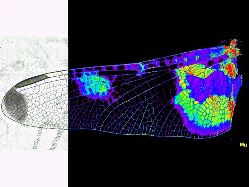 Dragonfly Wing - Mg distribution in a dragonfly wing, overlaid on microscope image. Dragonfly wing analyzed with a 75 μs settling time, 10 sweeps per reading, 1 reading, 1 ms dwell time, 11 isotopes measured (Mg, Cu, Zn, P, and K displayed). 40 μm laser spot size, 100 μm/s stage speed, 100 Hz, line spacing equal to spot size.