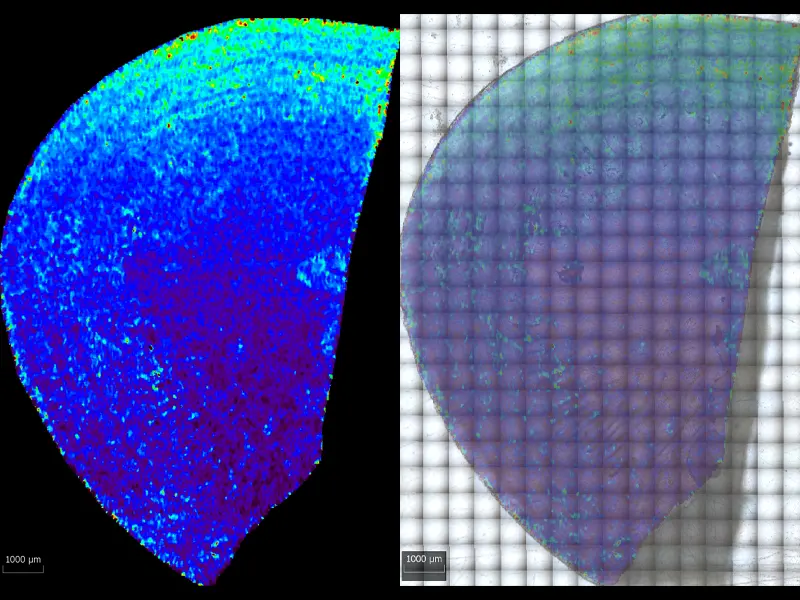 Otolith - Imaging (with overlay) on otolith in epoxy using imageGEO193 - Chromium Cr52
