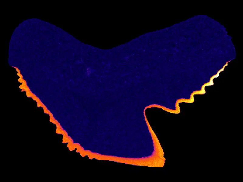 Tiger Shark Tooth - Imaging a Tiger Shark Tooth using LIBS-ICPMS Data - CaF 603 nm